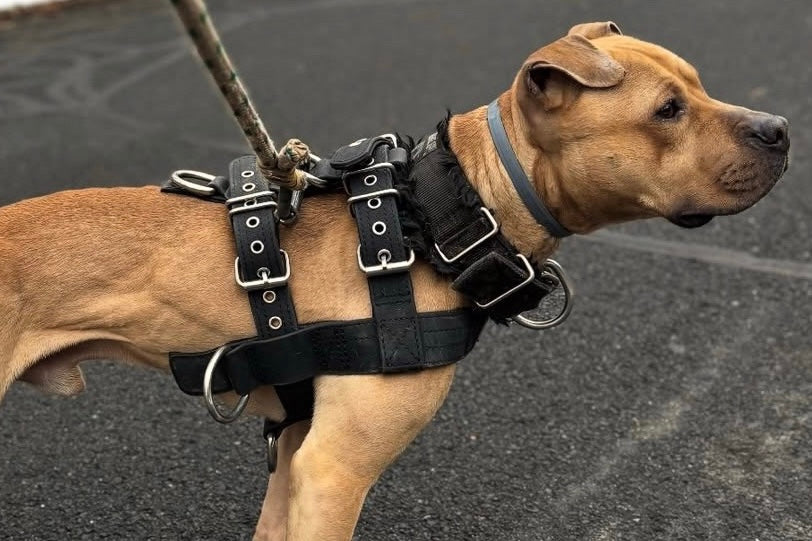 Harnesses