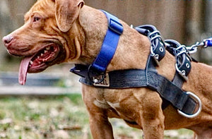 Ultra-Grit Harness
