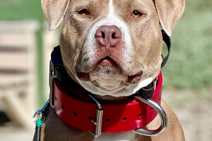 2 Inch Ever-Grit Collar