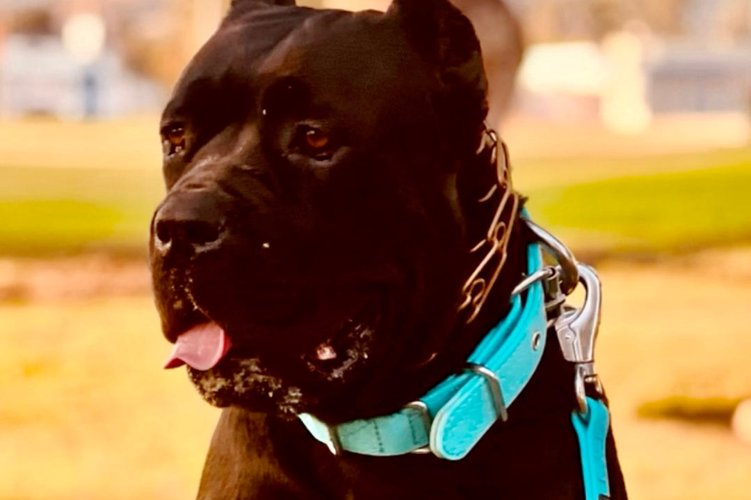 1.5 Inch Ultra-Grit Collar
