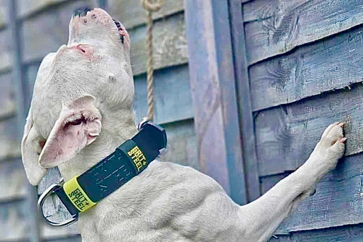 1.5 Inch Ever-Grit Collar