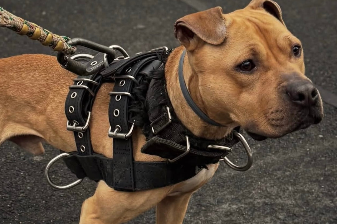 Ultra-Grit Harness