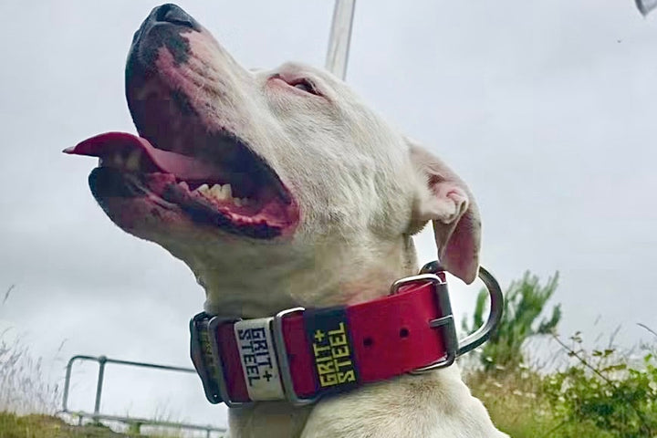 2 Inch Ever-Grit Collar