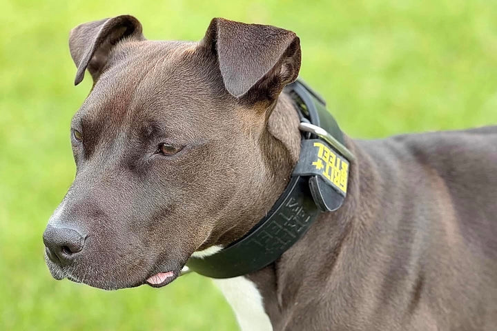 1.5 Inch Ever-Grit Collar